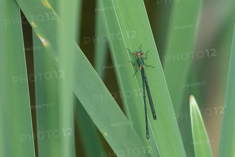 Emerald damselfly (Lestes sponsa) adult female insect resting on a reed leaf, Suffolk, England, United Kingdom, Europe