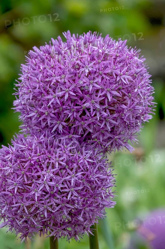 Ornamental leek (Allium sp.), inflorescence, raindrops, Palatinate, Rhineland-Palatinate, Germany, Europe