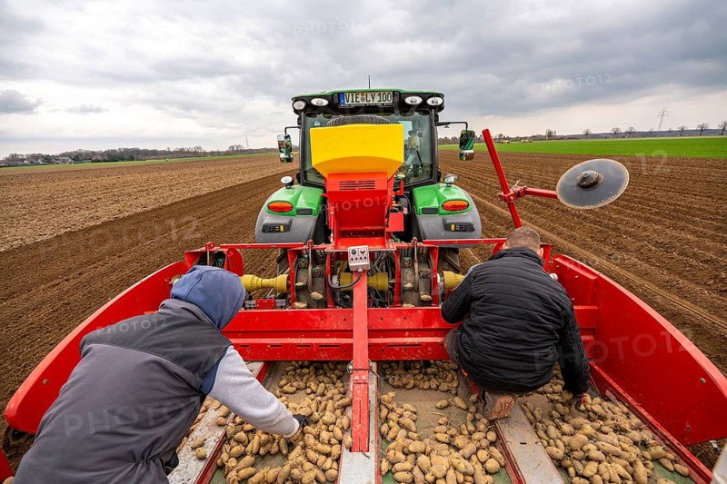 Early potatoes are placed in the soil of the field with a planting machine, Agriculture, Spring
