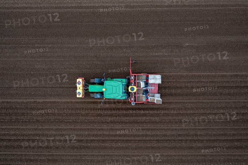 Early potatoes are placed in the soil of the field with a planting machine, Agriculture, Spring