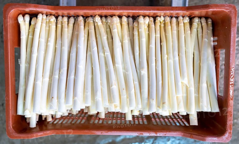 Asparagus farm, white asparagus is washed, cut and sorted by quality after harvesting, near Dormagen, Rhineland, North Rhine-Westphalia, Germany, Europe
