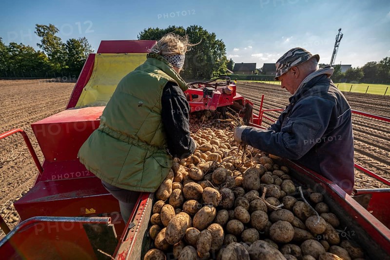 Potato harvesting, so-called split harvesting method, first the tubers are taken out of the ground with a row planter, then, after a short drying phase, collected with a bunker harvester and loaded, North Rhine-Westphalia, Germany, Europe