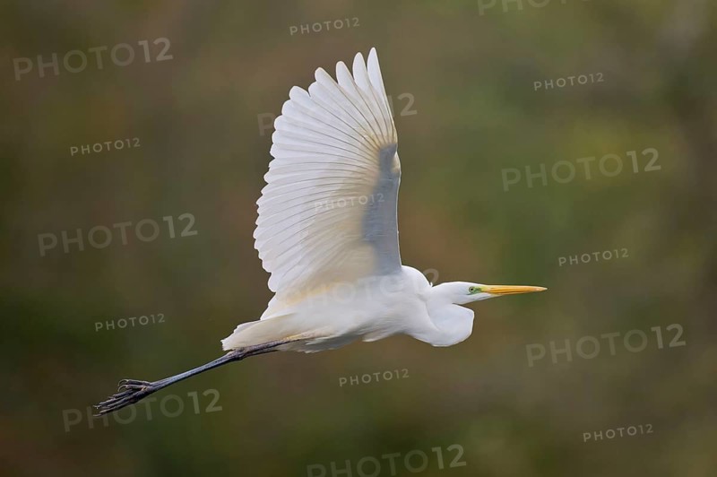 Great egret (Ardea alba) in flight, Lower Saxony, Germany, Europe