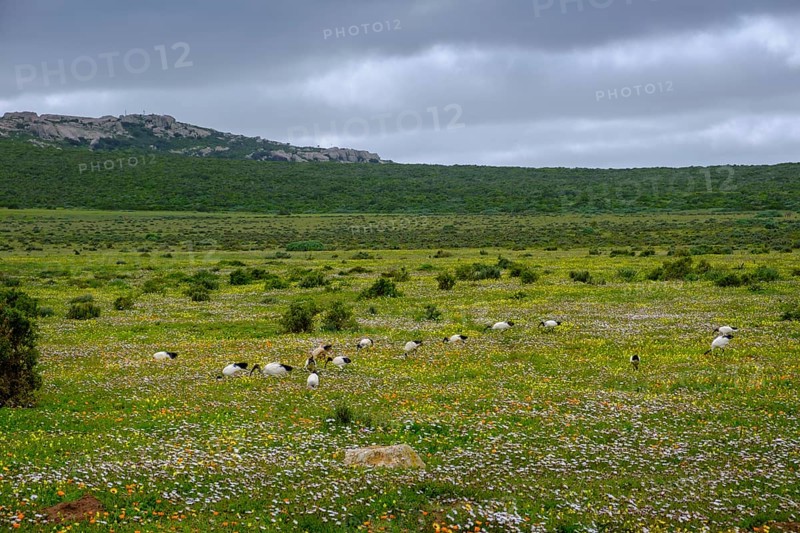 African sacred ibis (Threskiornis aethiopicus), Sacred Ibis in a meadow, spring blossom, wildflower blossom at Postberg, Langebaan Lagoon, West Coast National Park, Western Cape, South Africa, Africa