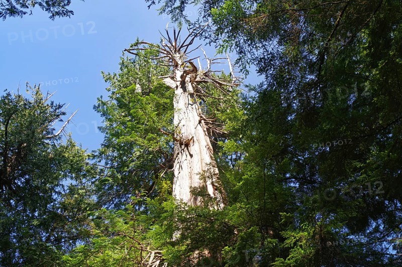 Tall tree in coastal rainforest, Ucluelet, Vancouver Island, Canada, North America