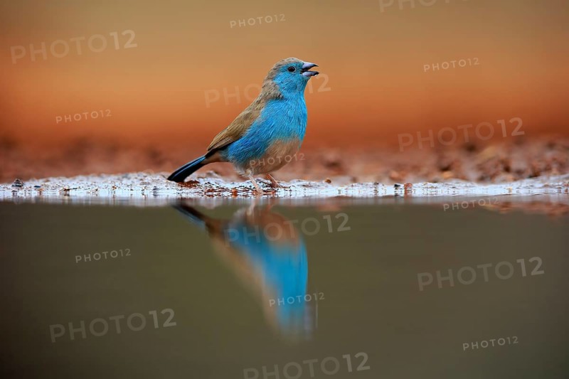 Blue waxbill (Uraeginthus angolensis), Angola butterfly finch, adult, at the water, Kruger National Park, Kruger National Park, Krugerpark, South Africa, Africa