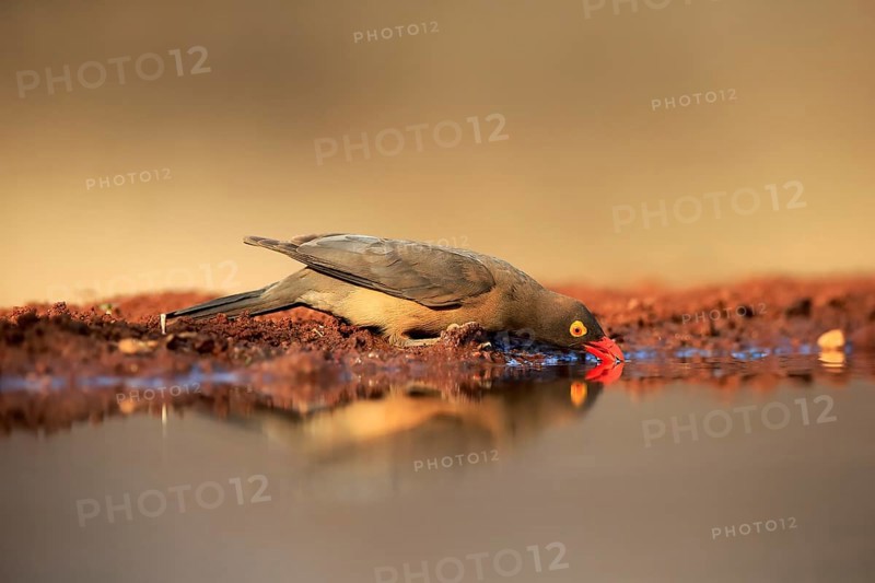 Red-billed oxpecker (Buphagus erythrorhynchus), adult, at the water, drinking, alert, Kruger National Park, Kruger National Park, Kruger National Park South Africa