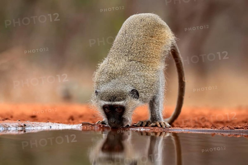 Vervet Monkey (Chlorocebus pygerythrus), adult, drinking, at the water, Kruger National Park, Kruger National Park, Kruger National Park South Africa