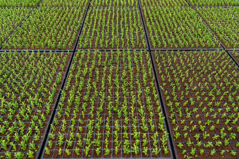 Garden nursery, cuttings, heather, broom heather, Calluna vulgaris are planted by hand in small pots, trays, to allow them to grow in front of they are later repotted in larger pots when they have developed their own roots, North Rhine-Westphalia, Germany, Europe