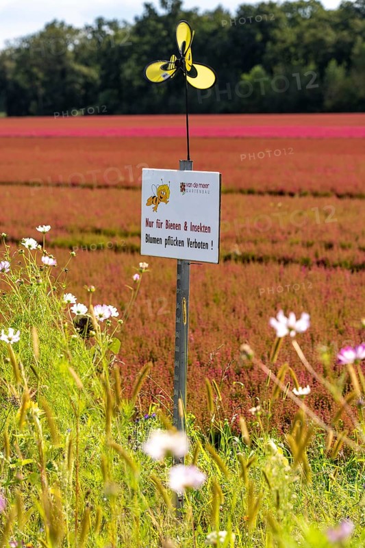 Flowering strips on an open-air area of a horticultural farm, autumn plants, heather plants, the various flowers and plants not only beautify the landscape, they are intended to provide bees and other insects, pollinators, a diverse range of flowers, also serve as biological pest control, near Kevelaer, North Rhine-Westphalia, Germany, Europe