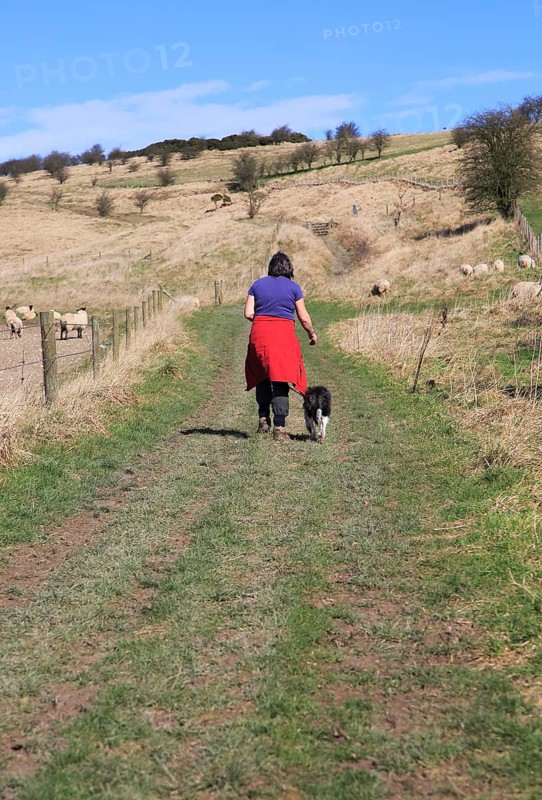 Woman walking dog on lead past sheep, Cherhill Downs, Wiltshire, England, UK