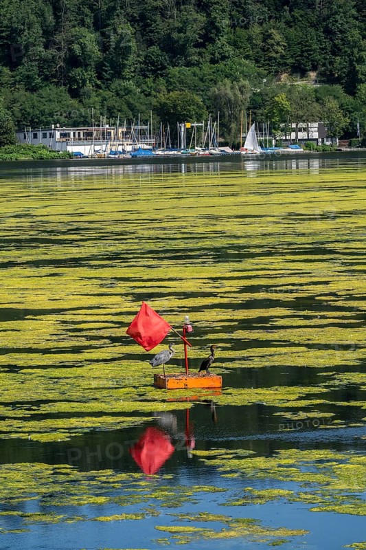 Buoy on the regatta course on Lake Baldeney, cormorant and heron hang out, the area is colonised by a carpet of plants and cannot be used, proliferating aquatic plant Elodea, waterweed, an invasive species, the fast-growing aquatic plant proliferates on large parts of the Ruhr reservoir, increased water temperatures accelerate growth, leisure boat traffic is severely impaired, Essen, North Rhine-Westphalia, Germany, Europe