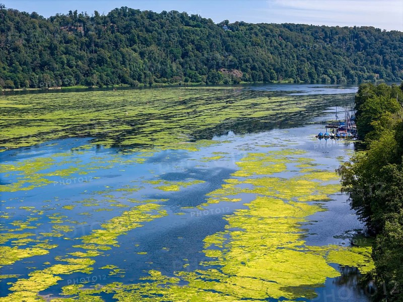 Waterweed, Elodea, an invasive species, green carpet of plants on Lake Baldeney in Essen, the fast-growing aquatic plant proliferates on large parts of the Ruhr reservoir, increased water temperatures accelerate growth, recreational boat traffic is severely impaired, Essen, North Rhine-Westphalia, Germany, Europe