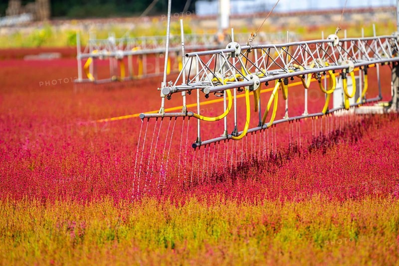 Automatic irrigation on an outdoor area of a horticultural business, autumn plants, heather plants, bell heather, near Kevelaer, North Rhine-Westphalia, Germany, Europe