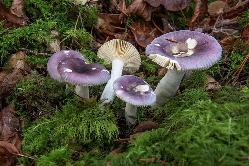 Violet-brown russula (Russula bruneoviolacea) growing in a forest covered with moss, Baden-Württemberg, Germany, Europe