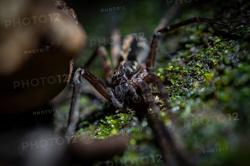 Comb spider (Cupiennius) sitting on a branch at night in the tropical rainforest, Refugio Nacional de Vida Silvestre Mixto Bosque Alegre, Alajuela province, Costa Rica, Central America