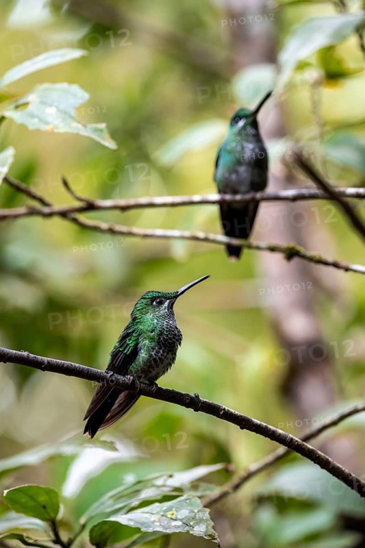 Green-crowned brilliant (Heliodoxa jacula), two hummingbirds sitting on a branch, Monteverde Cloud Forest, Monte Verde, Costa Rica, Central America
