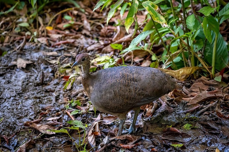 Thicket tinamou (Crypturellus cinnamomeus), running through rainforest, Corcovado National Park, Osa, Puntarena Province, Costa Rica, Central America