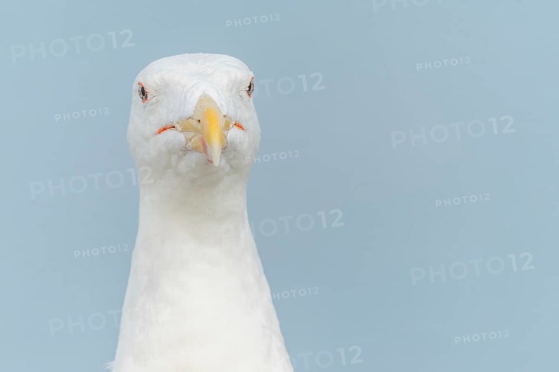 Portrait of a herring gull (Larus argentatus) in the cliffs of the Atlantic Ocean. Camaret, Crozon, Finistere, Brittany, France, Europe