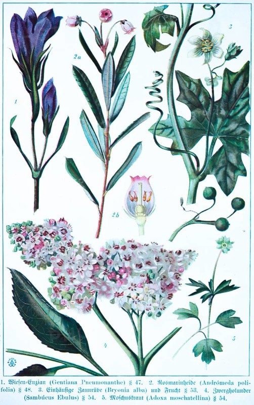 Botany, plants and flowers, meadow gentian (Gentiana Pneumonathe), bog rosemary (Andrómeda polifolia), monoecious fenugreek (Bryonia alba) and fruit, danewort (Sambúcus Ebulus), moschatel (Adoxa moschatellina), historical illustration 1900