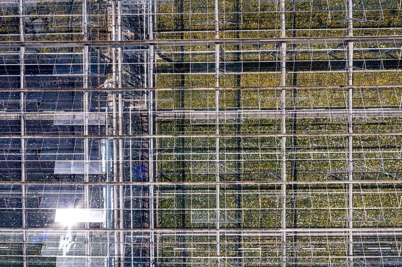 Horticultural business, greenhouse, glasshouse, various types of potted plants are grown here to be sold in flower shops, supermarkets, DIY stores, garden centres, North Rhine-Westphalia, Germany, Europe