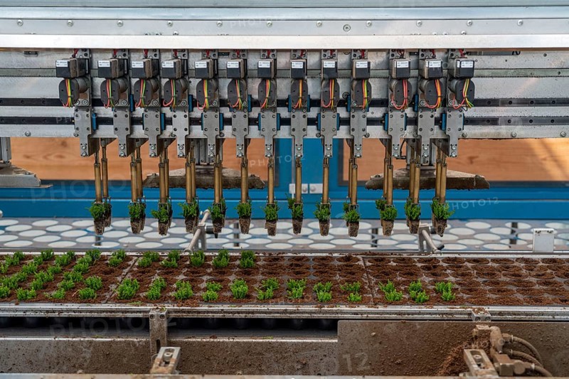 Horticultural business, cuttings, heather, heather plants, Calluna vulgaris, are repotted after growing by a planting robot, in larger flower pots, for further growth, North Rhine-Westphalia, Germany, Europe
