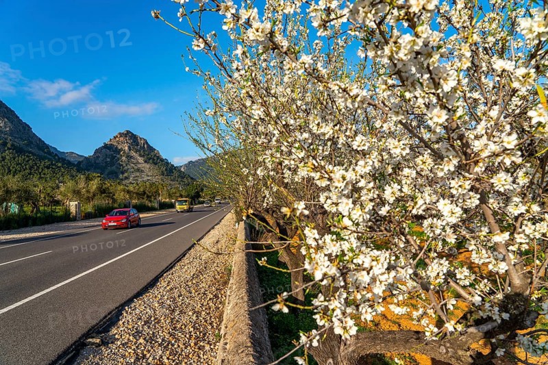 Almond blossom on Majorca, from January to March many hundreds of thousands of almond trees blossom on the Balearic island, near Bunyola, Majorca, Spain, Europe