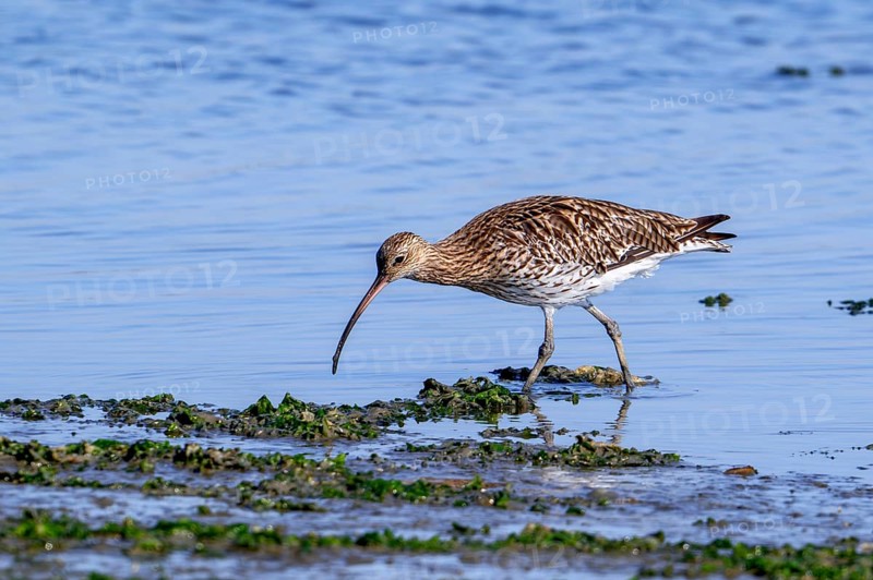 Eurasian curlew, common curlew (Numenius arquata) foraging in shallow water by probing soft mud for worms at mudflat in salt marsh in summer