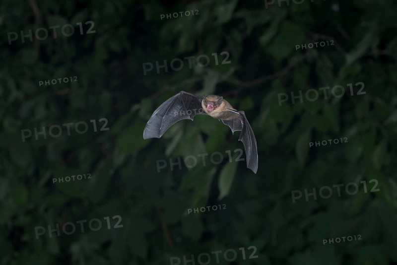 Common pipistrelle (Pipistrellus pipistrellus) hunting insects in front of deciduous forest, Brandenburg, Germanyc