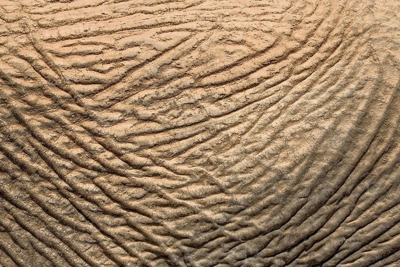 Skin of a desert elephant (Loxodonta africana), detail, Huab dry river, Damaraland, Kunene region, Namibia, Africa