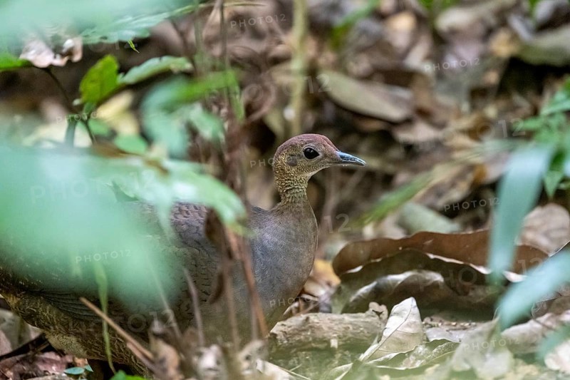 Bushtinamu (Crypturellus cinamomeus), on the forest floor, Carara National Park, Tarcoles, Puntarenas Province, Costa Rica, Central America