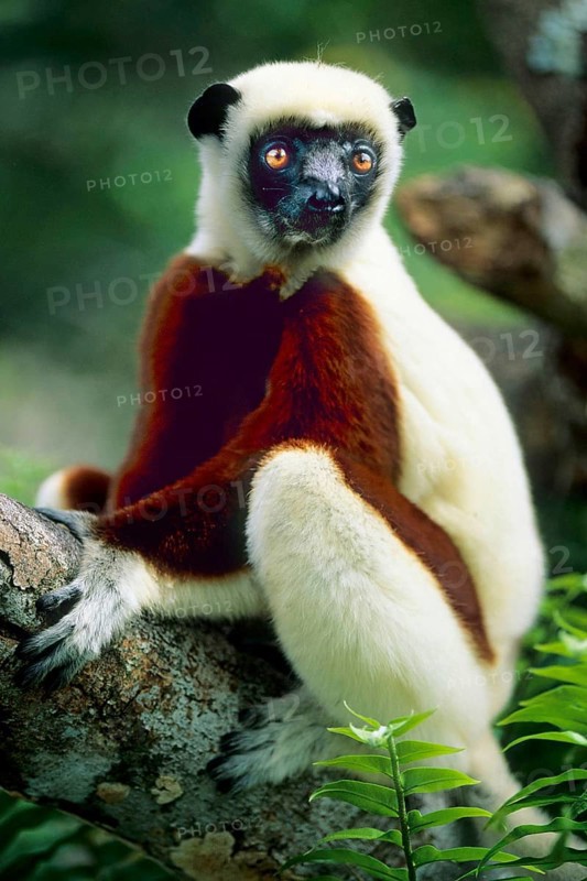Crown Sifaka, Madagascar, Indian Ocean, Bush House Private Reserve, Madagascar, Africa