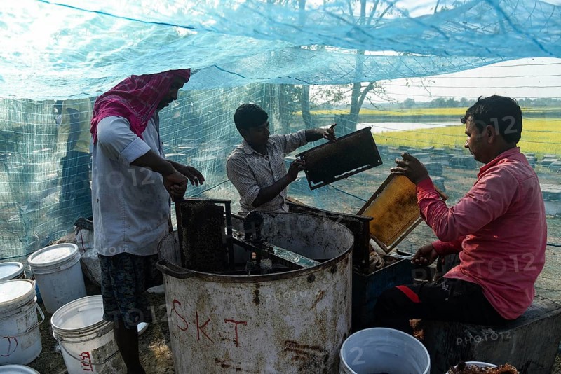 Bee keepers working in a bee farm near a masturd field in a village in Barpeta district of Assam in India on Wednesday 22 December 2021. The beekeeping business is one of the most profitable businesses in India. India has more than 3.5 million bee colonies. Indian apiculture market size is expected to reach a value of Rs 33, 128 million by 2024