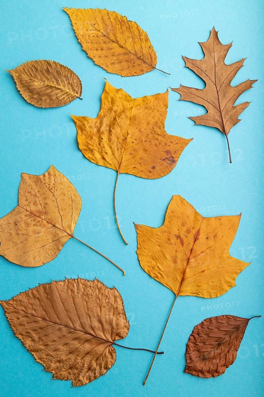 Composition with yellow and brown autumn leaves on blue pastel background. flat lay, top view, still life, close up