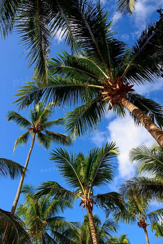 View upwards of tall palm trees against a clear blue sky in a tropical setting, Bayahibe, Dominican Republic, Hispaniola, Caribbean, America, Central America