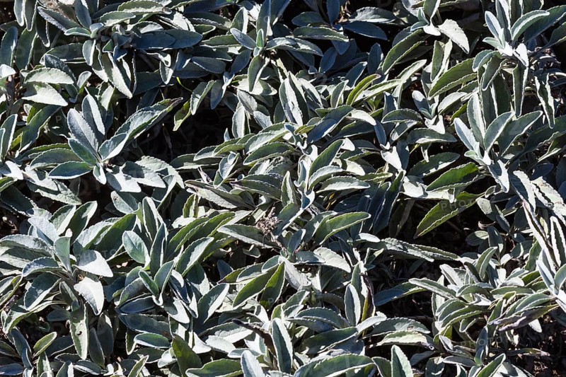 Abstract autumn silver and blue floral texture