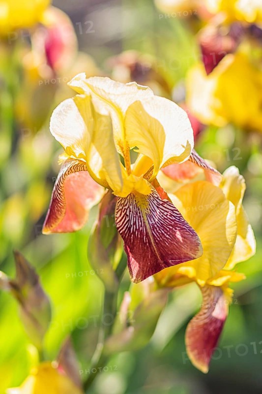 Colorful yellow and red irises in a botanical garden
