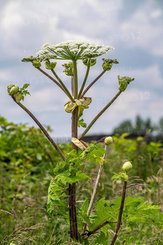 Giant hogweed plant, the plant parts, especially the sap, are poisonous, the sap triggers a phototoxic reaction when exposed to sunlight, Mülheim an der Ruhr, North Rhine-Westphalia, Germany, Europe