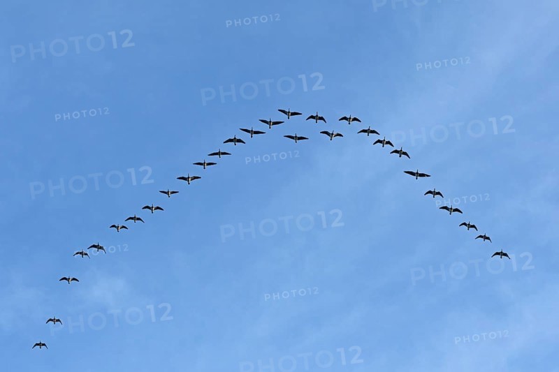 Flock of wild geese, Falshöft, Geltinger Birk, Gelting, Schleswig-Holstein, Germany, Europe