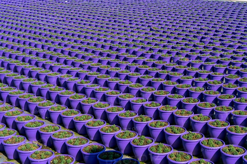 Gardening, plant cultivation, ornamental plants grow in flower pots, outdoors