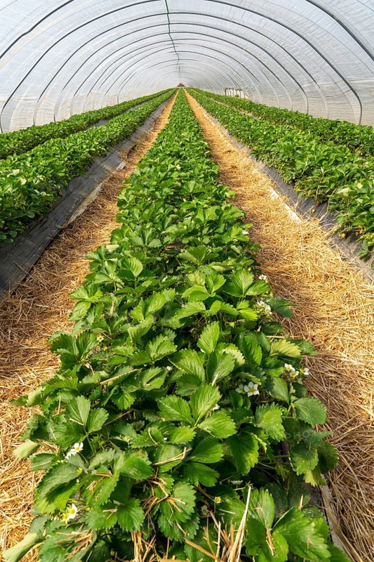Open field strawberry cultivation in a foil greenhouse, young strawberry plants growing, near Dormagen, Rhineland, North Rhine-Westphalia, Germany, Europe