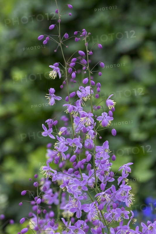 Chinese meadow rue (Thalictrum delavayi), Mecklenburg-Western Pomerania, Germany, Europe
