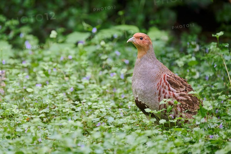 Gray partridge (Perdix perdix), Bavaria, Germany, Europe
