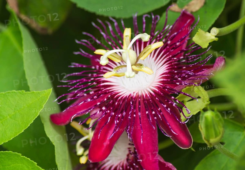 Passion fruit flower in a botanical garden