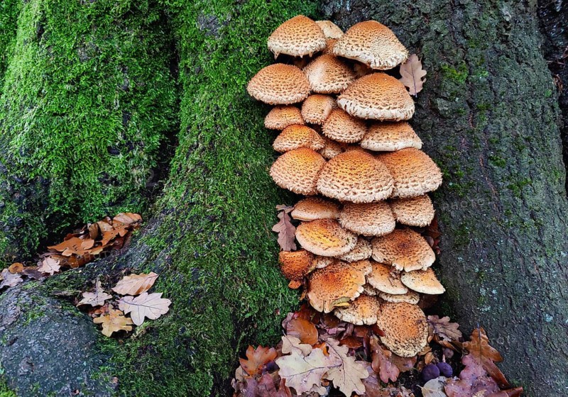Golden scalycap (Pholiota aurivella) on a beech tree (Fagus sylvatica), Sababurg primeval forest, Reinhardswald district, Hesse, Germany, Europe