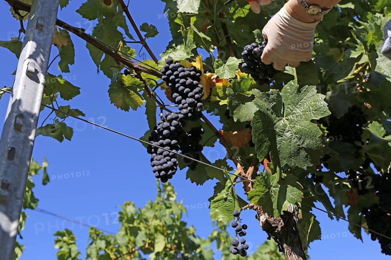 Grape grape harvest: Hand-picking Pinot Noir grapes in the Palatinate (Norbert Groß Winery, Meckenheim)