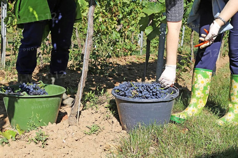 Grape grape harvest: Hand-picking Pinot Noir grapes in the Palatinate (Norbert Groß Winery, Meckenheim)