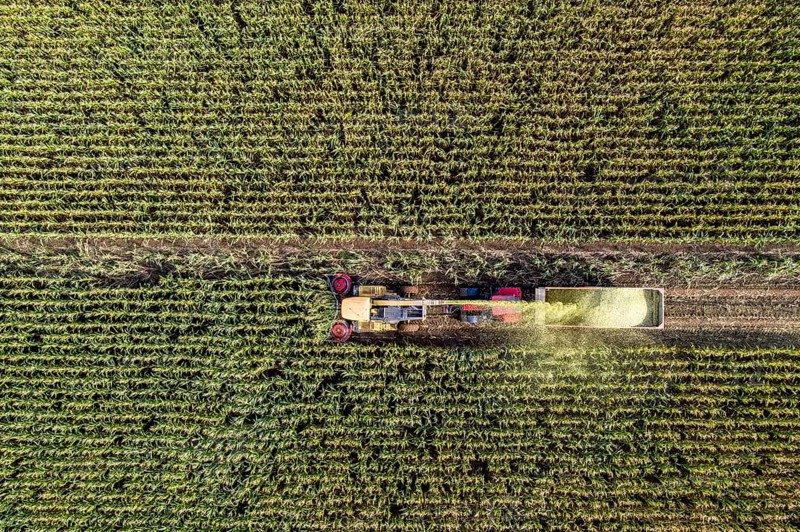 Maize harvest, combine harvester, chopper works its way through a maize field, the silage is pumped directly into a trailer, serves as cattle feed, Lower Rhine, Rees, North Rhine-Westphalia, Germany, Europe