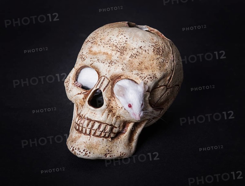 Small white laboratory mouse gets out of the orbit of a plastic skull