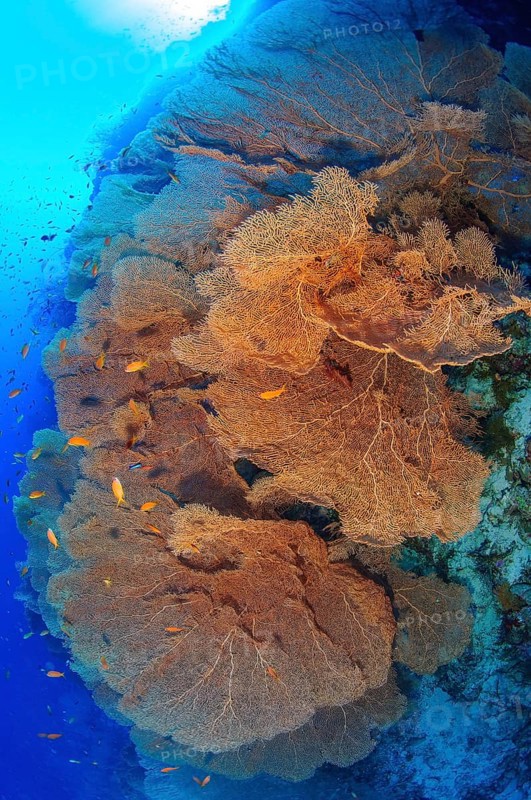 Several large fan corals (Annella molls) growing in coral reef on steep reef wall drop off in dive site Giftun Island, Red Sea, Hurghada, Egypt, Africa